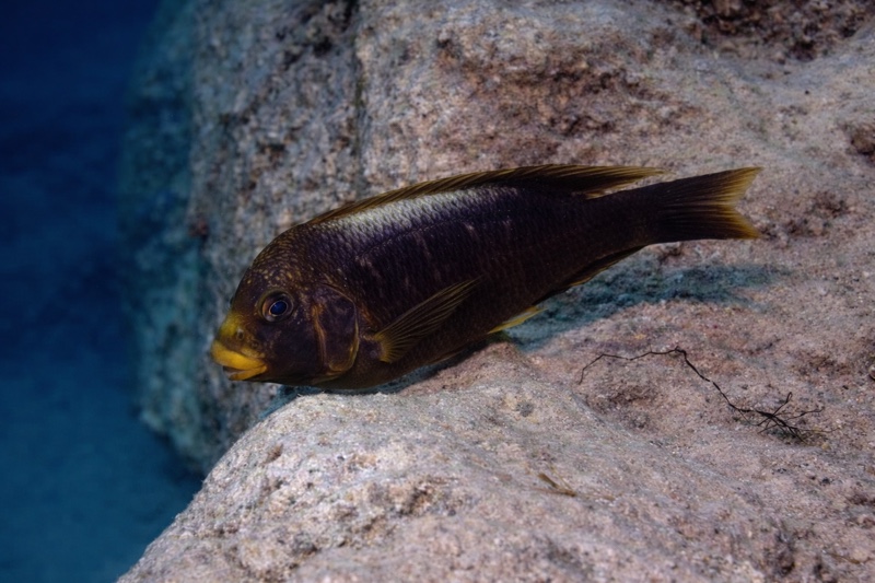 Petrochromis ephippium 'Gombe NP'